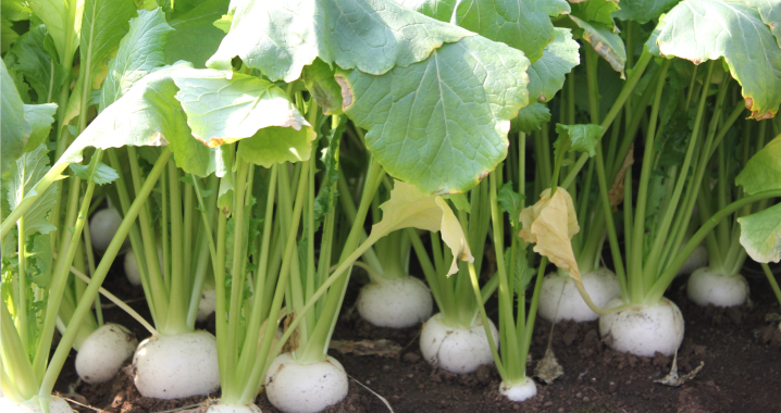 Farmers&Vegetable